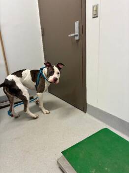 Bruno -  Mixed Breed Dog Available for Adoption in Rochester, New York - Bruno | PetCurious