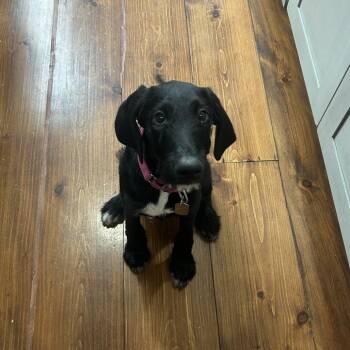 Hazel -  Coonhound and Black Labrador Retriever Dog for Adoption in Chicago, Illinois - Hazel | PetCurious