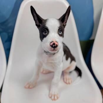 Zion -  Husky and Mixed Breed Dog for Adoption in Springboro, Ohio - Zion | PetCurious