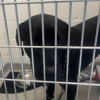 Smokee -  Cane Corso Dog for Adoption in Matteson, Illinois - Smokee | PetCurious