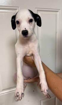 Angel -  Labrador Retriever and Mixed Breed Dog for Adoption in Morristown, New Jersey - Angel | PetCurious