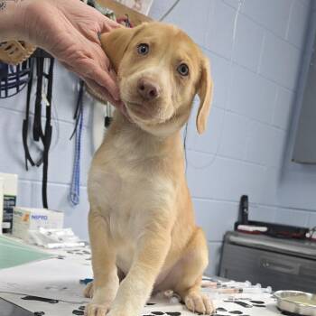 Mixed Breed Dogs Available for Adoption in Yanceyville, North Carolina - Licorice 26-0116 | PetCurious