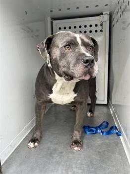 Rescue Pit Bull Terrier Dogs for Adoption in Sacramento, California - HOG | PetCurious