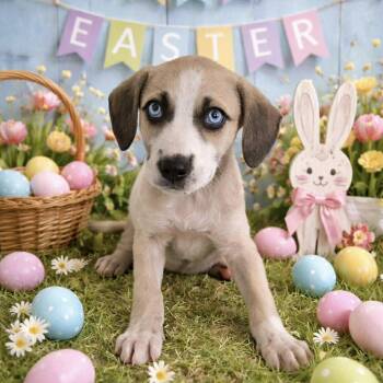 Labrador Retriever Dogs Available for Adoption - May | PetCurious