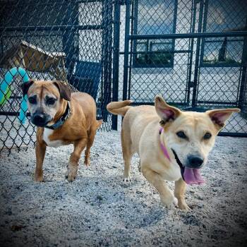 Jane -  Mixed Breed Dog for Adoption in Englewood, Florida - Jane | PetCurious