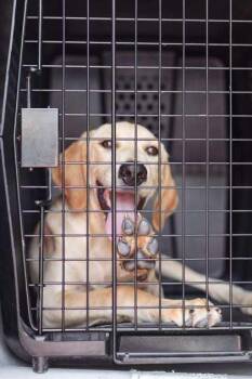 Norma Jean -  Golden Retriever and Mixed Breed Dog for Adoption in Morton Grove, Illinois - Norma Jean | PetCurious