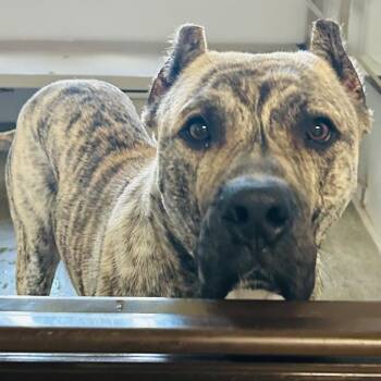 Mastiff Dogs Available for Adoption in Ottawa Hills, Ohio - Major | PetCurious
