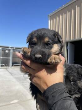 Kenzie -  German Shepherd Dog Dog Available for Adoption in Victorville, California - Kenzie | PetCurious