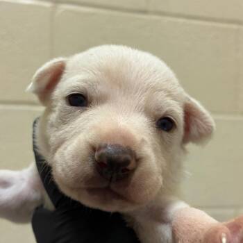 Leni -  Labrador Retriever and Mixed Breed Dog for Adoption in Corpus Christi, Texas - Leni | PetCurious