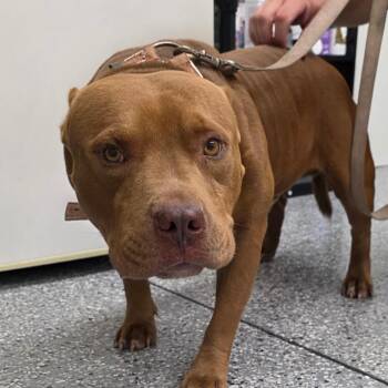 Ceasar -  Terrier Dog for Adoption in Bronson, Florida - Ceasar | PetCurious