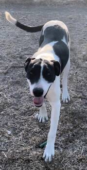 Rescue Old English Sheepdog and Terrier Dogs for Adoption in Woodland, California - Salty | PetCurious