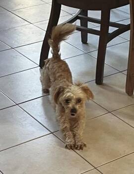 Maltese and Shih Tzu Dogs Available for Adoption - Jax | PetCurious