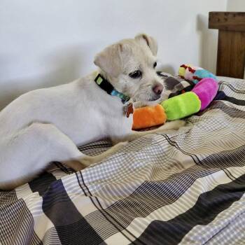 Maizy -  Terrier and Pug Dog for Adoption in Oceanside, California - Maizy | PetCurious