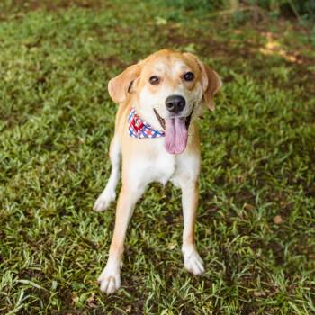 Tanner -  Golden Retriever and Husky Dog for Adoption in Newborn, Georgia - Tanner | PetCurious
