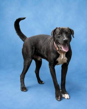 Ace -  Terrier Dog for Adoption in Wauchula, Florida - Ace | PetCurious