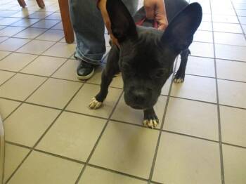 Boston Terrier and Mixed Breed Dogs Available for Adoption in Ocala, Florida - A380662 | PetCurious