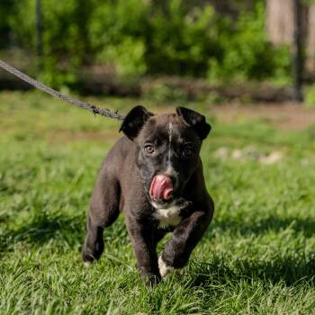 Border Collie and Catahoula Leopard Dog Dogs Available for Adoption in Pawling, New York - Willow | PetCurious