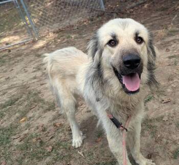 DUTCH -  Great Pyrenees and Anatolian Shepherd Dog for Adoption in Fosters, Alabama - DUTCH | PetCurious