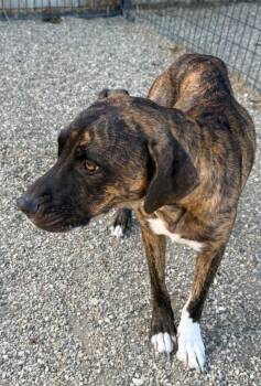 Nala -  Labrador Retriever and Mastiff Dog for Adoption in Gillette, Wyoming - Nala | PetCurious