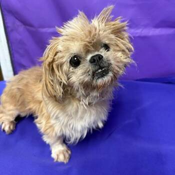 Fluffy 2 -  Shih Tzu Dog for Adoption in North Myrtle Beach, South Carolina - Fluffy 2 | PetCurious