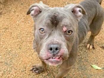 Mixed Breed Dogs Available for Adoption in Georgetown, Texas - Alma | PetCurious