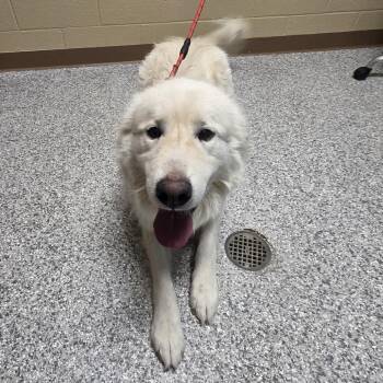 Iron Golem -  Great Pyrenees Dog for Adoption in Cheyenne, Wyoming - Iron Golem | PetCurious