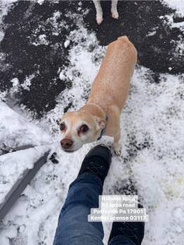 Chihuahua Dogs Available for Adoption - Kokoe | PetCurious