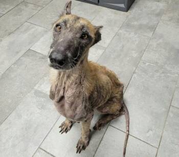 Shayla Wayla (TX) -  Shepherd and Belgian Shepherd Malinois Dog for Adoption in New York, New York - Shayla Wayla (TX) | PetCurious