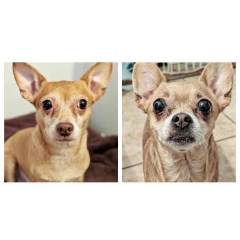 Chihuahua Dogs Available for Adoption - Luna & Precious | PetCurious