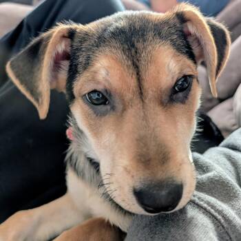 Labrador Retriever and German Shepherd Dog Dogs Available for Adoption in Normal, Illinois - Regina | PetCurious