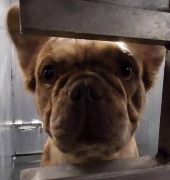 A811265 -  French Bulldog Dog for Adoption in San Antonio, Texas - A811265 | PetCurious