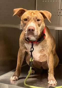 Stevie Nicks -  Pit Bull Terrier and Mixed Breed Dog Available for Adoption in Sapulpa, Oklahoma - Stevie Nicks | PetCurious