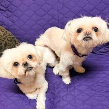 Rescue Shih Tzu Dogs for Adoption in Santa Monica, California - HALO & HAVEN | PetCurious