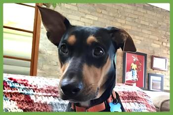 Doberman Pinscher and Shepherd Dogs Available for Adoption in Amherst, Massachusetts - Winnie | PetCurious