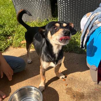 Mixed Breed Dogs Available for Adoption in Roanoke, Virginia - Buddy | PetCurious