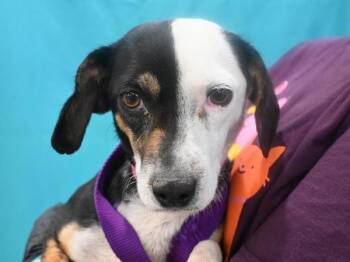 Pixel -  Jack Russell Terrier and Dachshund Dog for Adoption in Portland, Oregon - Pixel | PetCurious