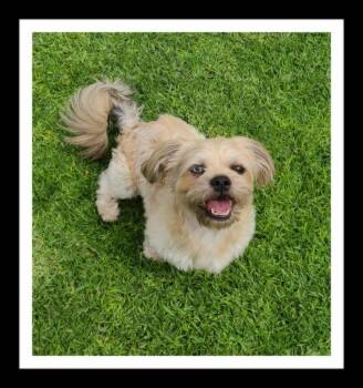 Shih Tzu and Pug Dogs Available for Adoption in Winchester, California - CISSY ( PLEASE Submit An Application @ Southernstaranimalrescue. | PetCurious