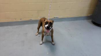ORCHESTRA -  Pit Bull Terrier Dog for Adoption in Tulsa, Oklahoma - ORCHESTRA | PetCurious