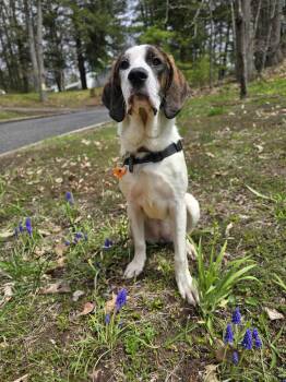 Mixed Breed Dogs Available for Adoption in Shelburne, Vermont - Patsy | PetCurious