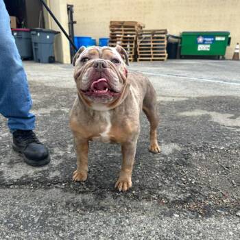 English Bulldog Dogs Available for Adoption in Los Angeles, California - Dixie A2269632 | PetCurious