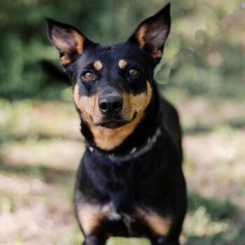 Mixed Breed Dogs Available for Adoption in Knoxville, Tennessee - Wynona | PetCurious