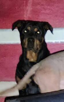 Rottweiler Dogs Available for Adoption in San Antonio, Texas - SADIE | PetCurious
