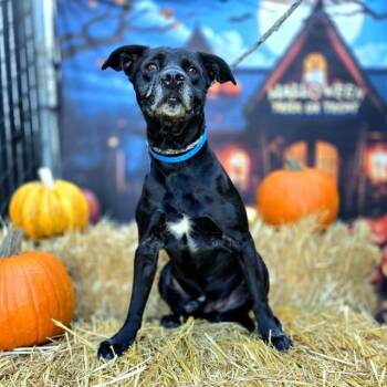 Rescue Pit Bull Terrier Dogs for Adoption in Long Beach, California - HADLEY | PetCurious