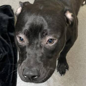 Pineapple Mint -  Pit Bull Terrier Dog for Adoption in Baltimore, Maryland - Pineapple Mint | PetCurious