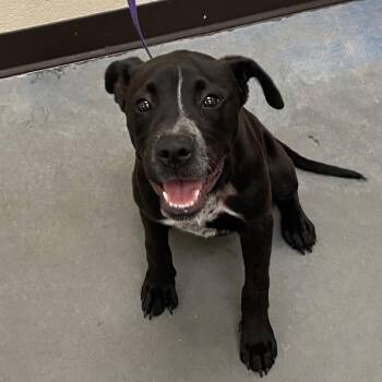 Mixed Breed Dogs Available for Adoption in Bartlett, Tennessee - Nena | PetCurious