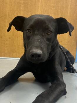 Rescue Shepherd and Labrador Retriever Dogs for Adoption in Hartsville, South Carolina - Wybie | PetCurious