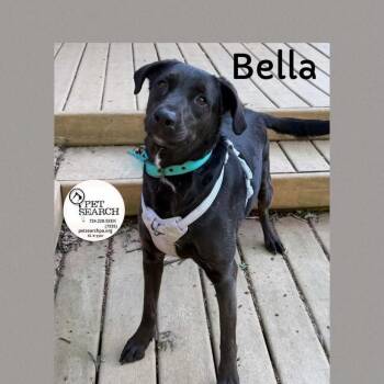 Labrador Retriever and Mixed Breed Dogs Available for Adoption in Washington, Pennsylvania - Bella | PetCurious