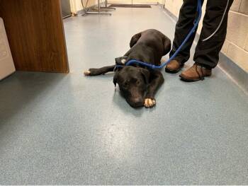 FLAPJACK -  Mixed Breed Dog for Adoption in West Palm Beach, Florida - FLAPJACK | PetCurious
