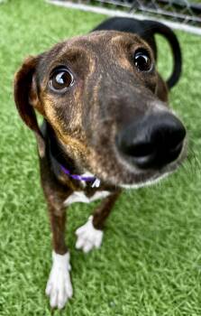 Abby HERE IN NH -  Mixed Breed Dog for Adoption in Northwood, New Hampshire - Abby HERE IN NH | PetCurious