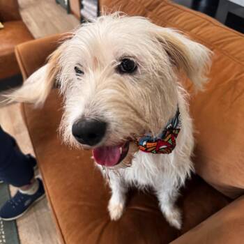 DIXIE (642) -  Wheaten Terrier and Poodle Dog for Adoption in Indiantown, Florida - DIXIE (642) | PetCurious